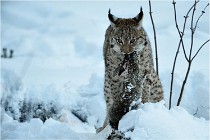 BWALD 16-02-12 2960   Photos ACG 2016