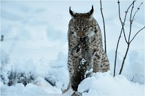 BWALD 16-02-12 2961   Photos ACG 2016