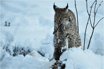 BWALD 16-02-12 2964   Photos ACG 2016