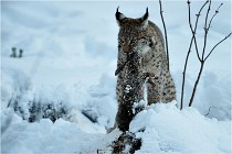 BWALD 16-02-12 2965   Photos ACG 2016