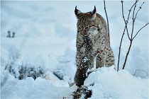 BWALD 16-02-12 2966   Photos ACG 2016