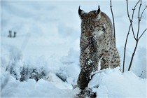 BWALD 16-02-12 2967   Photos ACG 2016