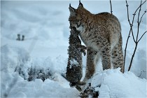 BWALD 16-02-12 2969   Photos ACG 2016