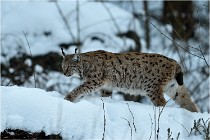 BWALD 16-02-12 2979   Photos ACG 2016