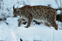 BWALD 16-02-12 2985   Photos ACG 2016