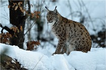 BWALD 16-02-12 2987   Photos ACG 2016