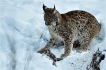 BWALD 16-02-12 2991   Photos ACG 2016