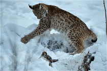 BWALD 16-02-12 2994   Photos ACG 2016