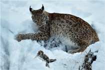 BWALD 16-02-12 2996   Photos ACG 2016