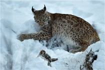 BWALD 16-02-12 2997   Photos ACG 2016