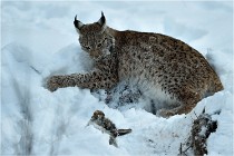 BWALD 16-02-12 2999   Photos ACG 2016