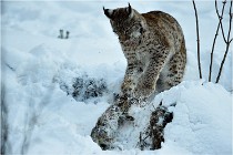 BWALD 16-02-12 3000   Photos ACG 2016