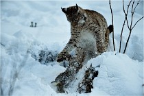 BWALD 16-02-12 3001   Photos ACG 2016