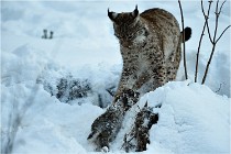 BWALD 16-02-12 3002   Photos ACG 2016