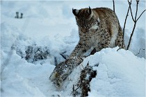 BWALD 16-02-12 3004   Photos ACG 2016