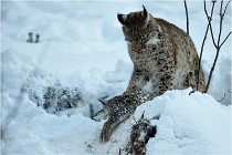 BWALD 16-02-12 3005   Photos ACG 2016