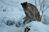 BWALD 16-02-12 3006   Photos ACG 2016