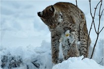 BWALD 16-02-12 3007   Photos ACG 2016