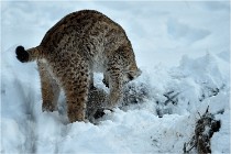 BWALD 16-02-12 3021   Photos ACG 2016