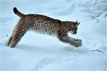 BWALD 16-02-12 3191   Photos ACG 2016