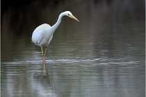 lE tEICH 16-03-21 0021   Photos ACG 2015