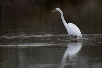 lE tEICH 16-03-21 0054   Photos ACG 2015