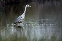 lE tEICH 16-03-21 0104   Photos ACG 2015