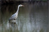 lE tEICH 16-03-21 0105   Photos ACG 2015