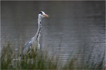 lE tEICH 16-03-21 0115   Photos ACG 2015