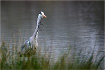 lE tEICH 16-03-21 0118   Photos ACG 2015