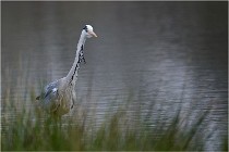 lE tEICH 16-03-21 0120   Photos ACG 2015