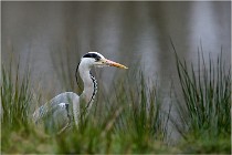 lE tEICH 16-03-21 0126   Photos ACG 2015