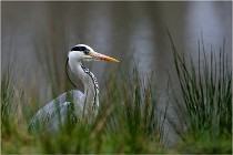 lE tEICH 16-03-21 0128   Photos ACG 2015