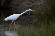 lE tEICH 16-03-21 0154   Photos ACG 2015