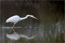 lE tEICH 16-03-21 0204   Photos ACG 2015