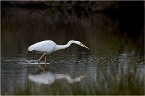 lE tEICH 16-03-21 0206   Photos ACG 2015