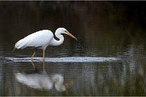 lE tEICH 16-03-21 0212   Photos ACG 2015