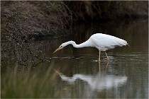lE tEICH 16-03-21 0226   Photos ACG 2015