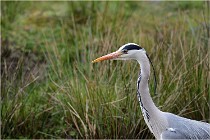 lE tEICH 16-03-21 0235   Photos ACG 2015