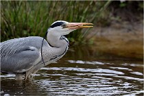 lE tEICH 16-03-21 0240   Photos ACG 2015