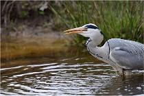 lE tEICH 16-03-21 0241   Photos ACG 2015