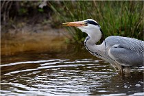 lE tEICH 16-03-21 0242   Photos ACG 2015