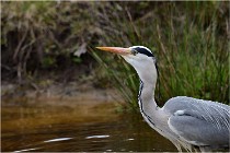 lE tEICH 16-03-21 0243   Photos ACG 2015