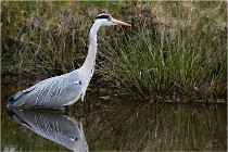 lE tEICH 16-03-21 0253   Photos ACG 2015
