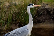 lE tEICH 16-03-21 0255   Photos ACG 2015