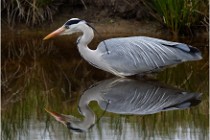 lE tEICH 16-03-21 0259   Photos ACG 2015