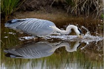 lE tEICH 16-03-21 0261   Photos ACG 2015