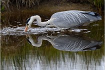 lE tEICH 16-03-21 0262   Photos ACG 2015