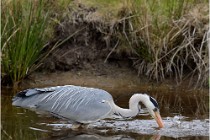 lE tEICH 16-03-21 0263   Photos ACG 2015