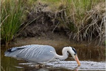 lE tEICH 16-03-21 0265   Photos ACG 2015